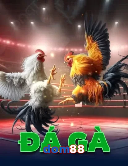 dom88